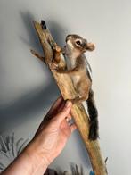 Dieren realistisch vilten handgemaakt, Verzenden, Nieuw, Overige soorten, Beeldje of Figuurtje