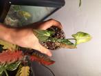 Syngonium redspot tricolor, Huis en Inrichting, Kamerplanten, Ophalen of Verzenden