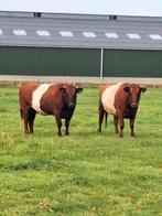 Twee rode lakenvelders, Dieren en Toebehoren, Runderen, Meerdere dieren