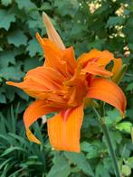 7x Hemerocallis fulva , grote bloemen, Daglelie., Ophalen of Verzenden, Overige soorten, Volle zon