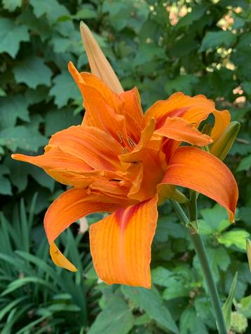 7x Hemerocallis fulva , grote bloemen, Daglelie. beschikbaar voor biedingen