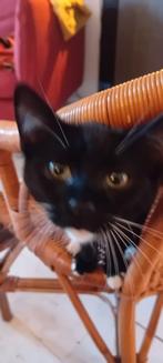 Kitten (M) 4 mnd, Dieren en Toebehoren, Katten en Kittens | Overige Katten, Poes