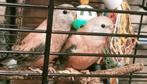 Prachtig jong koppel Bourke parkieten opaline, Dieren en Toebehoren, Meerdere dieren, Parkiet, Tam