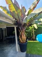 Ensete Maurelii - bananenplant - bananenboom, Ophalen, Volle zon, Overige soorten, Minder dan 100 cm