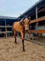 Welshpony met prachtig fijn hoofdje..!, Dieren en Toebehoren, Pony's, E pony (1.48m - 1.57m), Gechipt, Niet van toepassing, 0 tot 2 jaar