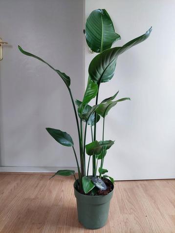 Strelitzia Nicolai - Paradijsvogelplant H: 120 cm. beschikbaar voor biedingen