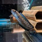 Channa andrao, Dieren en Toebehoren, Vissen | Aquariumvissen, Vis, Zoetwatervis