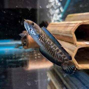 Channa andrao  beschikbaar voor biedingen