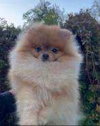 Prachtige Pomeraniаn puppy, Dieren en Toebehoren, Particulier, Keeshond, 15 weken tot 1 jaar, Buitenland
