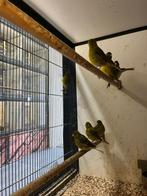 Five Fancy kanarie mannen | Passend advies, Dieren en Toebehoren, Vogels | Kanaries, Mannelijk, Kleurkanarie