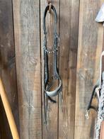 Shockemohle equitus beta, Dieren en Toebehoren, Ophalen of Verzenden, Zo goed als nieuw, Overige soorten