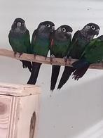 pyrrhura lepida jongen om tam te maken, Dieren en Toebehoren, Vogels | Parkieten en Papegaaien, Meerdere dieren, Parkiet, Geringd