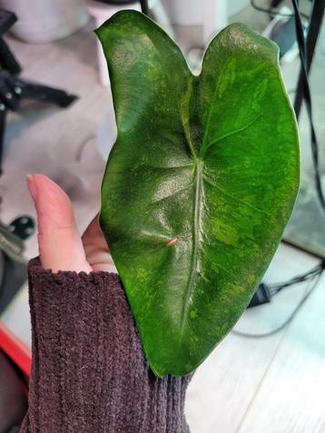 Alocasia black stem green on green xl beschikbaar voor biedingen