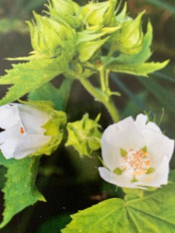 Te koop vaste plant Kitaibelia vitifolia beschikbaar voor biedingen