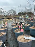 Cornus kousa Beni Fuji - Japanse Kornoelje 4L, Overige soorten, Lente, Minder dan 100 cm, Ophalen