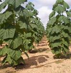 Paulownia, Tuin en Terras, Planten | Bomen, Volle zon, Lente, 250 tot 400 cm, Overige soorten