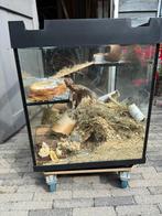 Terrarium knaagdieren, Dieren en Toebehoren, Ophalen, Zo goed als nieuw, Terrarium of Paludarium
