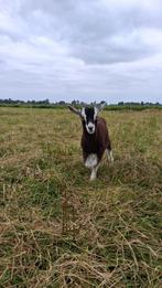 3 toggenburger bokjes, Dieren en Toebehoren, Schapen, Geiten en Varkens, Mannelijk, Geit, 0 tot 2 jaar