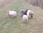 Quessant schaap schapen per kop ooien drachtig paard pony, Dieren en Toebehoren, Schapen, Geiten en Varkens, Meerdere dieren, Schaap