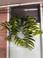 Epiphyllum chrysocardium, Ophalen of Verzenden, Halfschaduw, Minder dan 100 cm