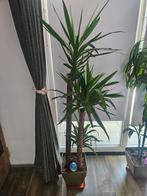 Yucca 3 stammen hoogste ongeveer 1.75, Ophalen, Overige soorten, Halfschaduw, In pot