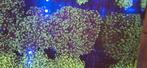Euphyllia druif koraal zeewater aquarium, Dieren en Toebehoren, Overige typen, Zoutwatervis