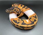 1.0 Pied ball python regius te koop, Dieren en Toebehoren, Reptielen en Amfibieën, Slang, Tam, 0 tot 2 jaar