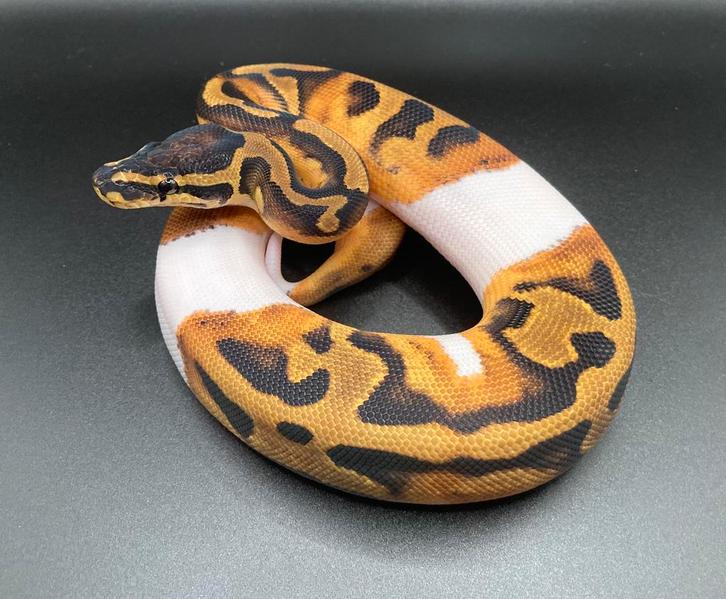 1.0 Pied ball python regius te koop