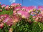 Bijzondere Perzische slaapboom Albizia julibrissin planten, Tuin en Terras, Overige soorten, 100 tot 250 cm, Zomer, Ophalen