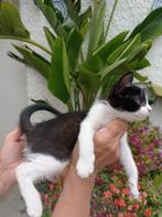 Jarela, Viento, 12-2-2025 gered uit een kas, Dieren en Toebehoren, Katten en Kittens | Overige Katten, Kater, Kortharig, 0 tot 2 jaar