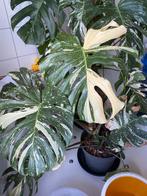 Monstera Thai Constellation XL | 100cm hoog, 100 tot 150 cm, Overige soorten, In pot, Groene kamerplant