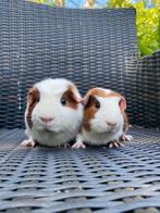 Twee lieve cavia mannetjes, Mannelijk, Cavia, Voor 1 juli 2024, Tam