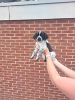 Puppy's, Dieren en Toebehoren, Honden | Niet-rashonden, Rabiës (hondsdolheid), 8 tot 15 weken, Meerdere, Meerdere dieren