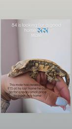 Mannelijke Wimpergekko 1.0, Hagedis, 3 tot 6 jaar