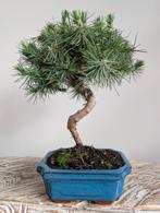 Pinus Halepensis Bonsai, Tuin en Terras, Planten | Bomen, Bloeit niet, Halfschaduw, Minder dan 100 cm, Overige soorten