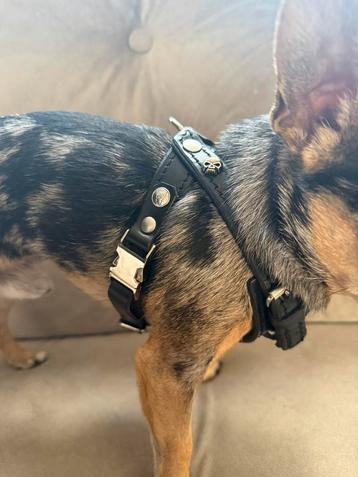 Leren honden tuigje harnas beschikbaar voor biedingen