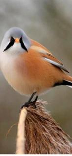 Baardman mannen uit ‘25, Mannelijk