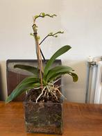 Orchidee met pot, Ophalen of Verzenden