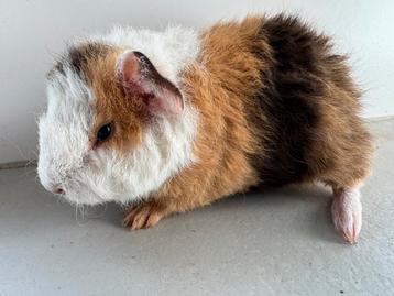 Lief zeugje Ella beschikbaar voor biedingen