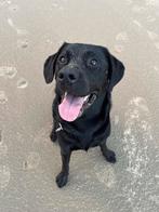 Zwarte labrador dekreu met stamboom aangeboden, Rabiës (hondsdolheid), Reu, Eén hond, 3 tot 5 jaar