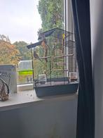 Jonge gras parkiet met kooi, Dieren en Toebehoren, Vogels | Parkieten en Papegaaien, Mannelijk, Parkiet