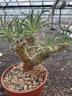 Caudex Tylecodon Wallichii Centraal Zuid Afrika potmaat 17cm, Overige soorten, Ophalen of Verzenden, In pot, Minder dan 100 cm