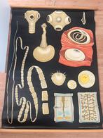 Oude originele schoolplaat: lintworm 115 x 90 cm, Ophalen, Natuur en Biologie