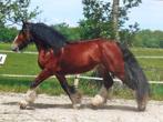 Superlieve schitterende grote maat tinkermerrie, Gechipt, B, 11 jaar of ouder, E pony (1.48m - 1.57m)
