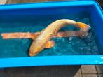 Koi Purachina (Platinum Ogon) 65cm, Karper of Koi