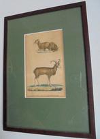 1837 Litho De Moeflon, Burggraaff Bruxelles (Bke-12), Antiek en Kunst, Ophalen of Verzenden