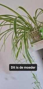 Plantjes, Ophalen, Overige soorten, Halfschaduw, Minder dan 100 cm