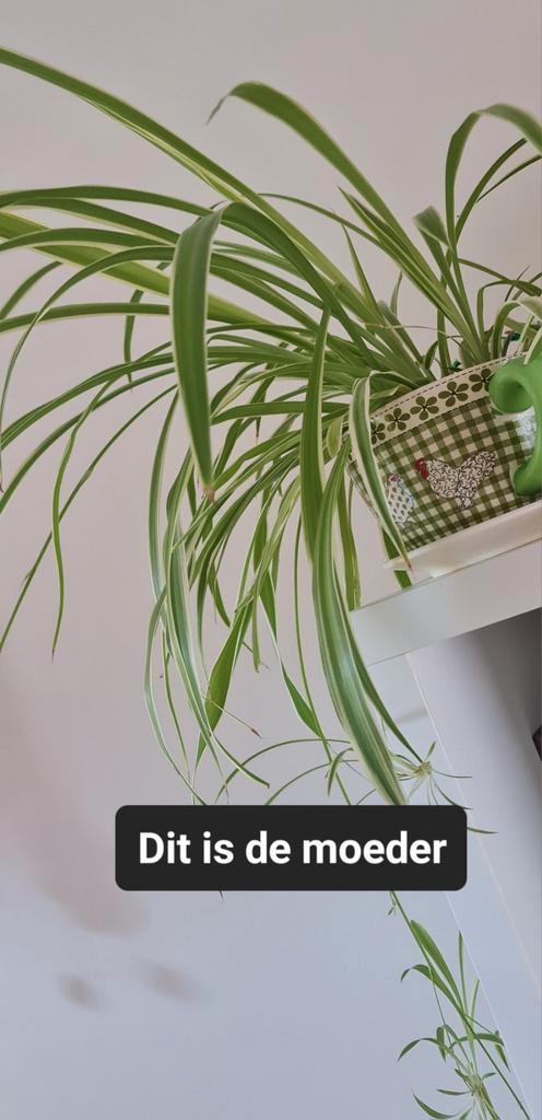 Plantjes, Huis en Inrichting, Kamerplanten, Overige soorten, Minder dan 100 cm, Bloeiende kamerplant, Halfschaduw, Ophalen