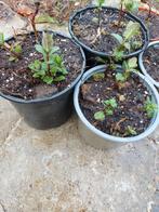 Marokkaanse munt - Mentha Spicata Moroccan, Vaste plant, Ophalen of Verzenden, Halfschaduw, Kruiden