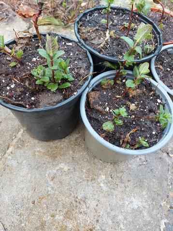 Marokkaanse munt - Mentha Spicata Moroccan beschikbaar voor biedingen